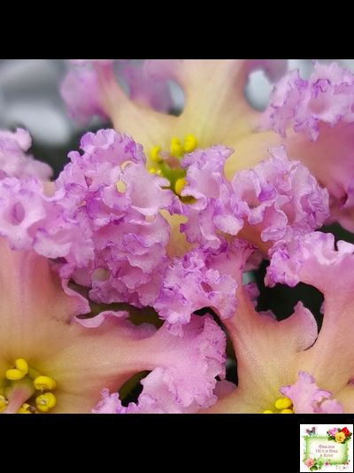 РМ-Оранжевое Лето (Н. Скорнякова) 2022 г. (детка)