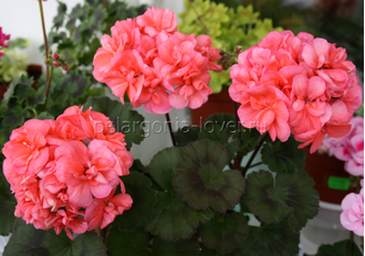 Soren - пеларгония зональная - описание сорта, фото цветения - купить черенок в Перми и почтой