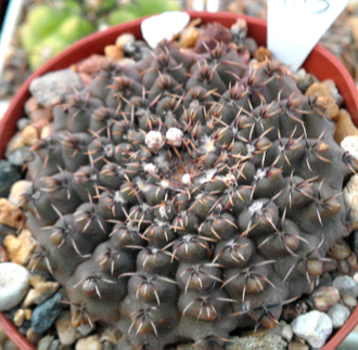 Gymnocalycium stellatum v.zantnerianum VG-342 (D=20мм)