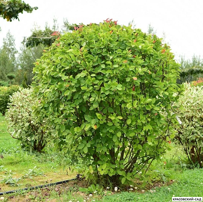 Топиар Ирга Канадская в форме шара