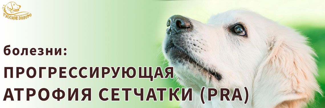 Болезни: ПРОГРЕССИРУЮЩАЯ АТРОФИЯ СЕТЧАТКИ (PRA)