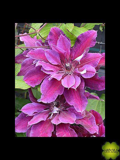 Клематис &quot;Май Бьюти&quot; (2 группа обрезки) саженец 3 года