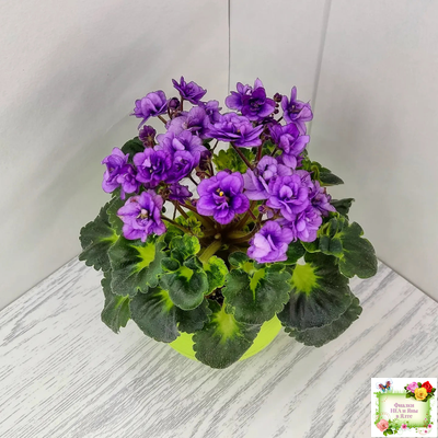 Little Caboose (H. Pittman) (гёрл-лист с кроновой пестролистностью)