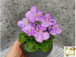 Shirl's Pip Squeak (S.Sanders) (лист посажен 28.01.26)