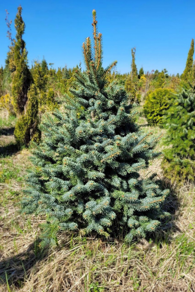 Ель колючая glauca