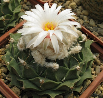 Obregonia denegrii (D=40мм)
