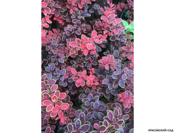 Барбарис Тунберга Orange Sunrise - фото крупным планом - красовский-сад.рф