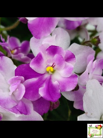 LV-Кирюша (Л. Шевелева) 2022 г. трейлер (клакамас)