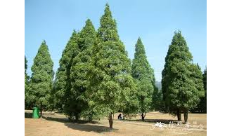 Фокиения, Сиамское дерево (Fokienia hodginsii) - 100% натуральное эфирное масло