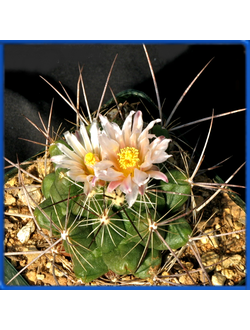 Thelocactus conothelos v. garciae PP 247