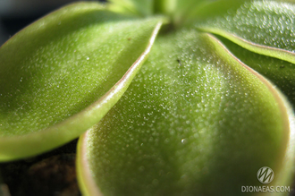 Pinguicula Emarginata