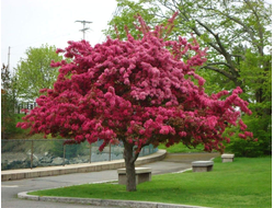 Черенки яблони декоративной для прививки