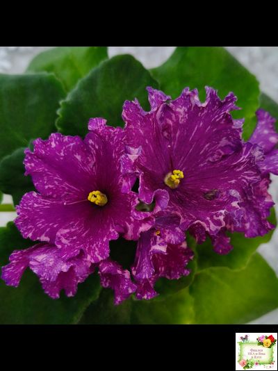 АВ-Тайны Востока (Фиалковод) 2022 г. (детка)