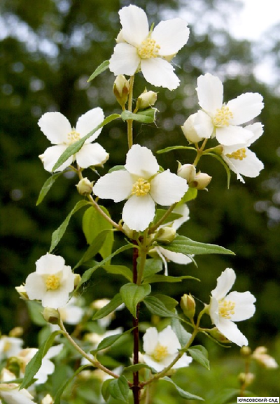 Чубушник венечный Лемуана Монблан - фото цветков - красовский-сад.рф