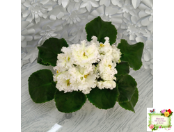 АВ-Легенда о Золотой Луне (Фиалковод) 2023 г. (лист посажен 04.09.25)