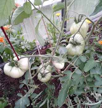 Семена томата Сердце Ашхабада