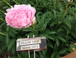 Paeonia Pillow Talk