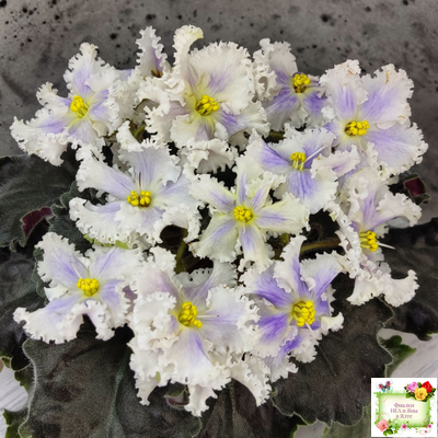 РМ-Золотой Берилл (Н.Скорнякова)