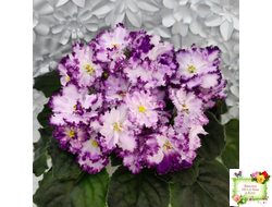 БР-Осирис (С. и Н. Буркацкие) 2022 г.