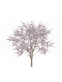 цветущие Багрянник китайский 3