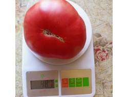 Томат Немецкий красный бабушки Кентрел (Granny Cantrell’s German), Канада