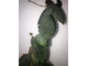 Ficus Villosa SP. / фикус Виллоза природник