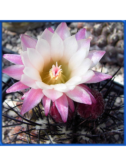 Neochilenia floccosa KK 1173