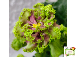 ЕК-Исполнение Желаний (Е. Коршунова) 2023 г.