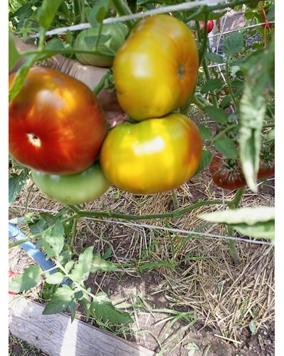 Томат Кленовый Сироп ( Le Sirop D'erable, Франция )