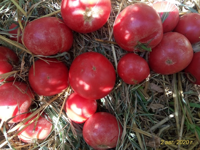 Томат Демидов