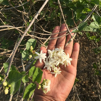 жасмин Жасмин самбак, Арабский жасмин (Jasminum sambac) - абсолю (1 г)