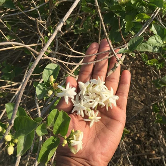 Жасмин самбак, Арабский жасмин (Jasminum sambac) - абсолю (1 г)