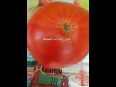 Томат Зарево