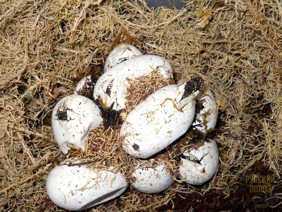 Амурский полоз, Полоз Шренка, Русский полоз, Elaphe shrenckii