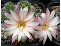 Rebutia hybr. ‘Sunrise’ (семена)