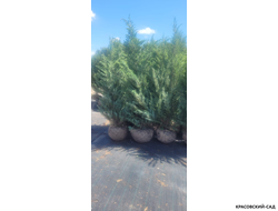 Можжевельник Мунглоу - Moonglow