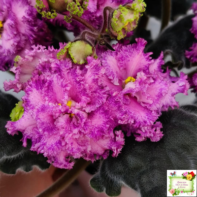 БР-Сочная Ягодка Люкс (С. и Н. Буркацкие) 2022 г.