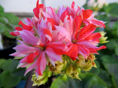 Пеларгония Mallorka