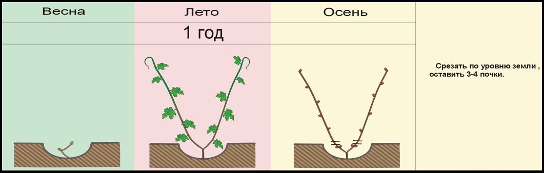 Формирование куста винограда