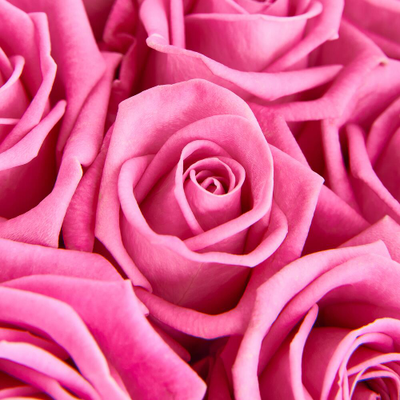 19 розовых роз