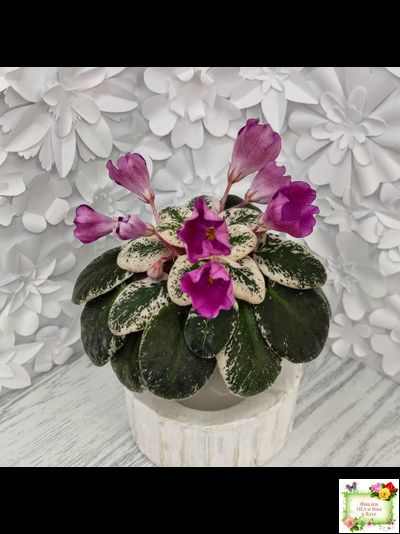 СК-Пангея (А.Кузнецов) 2014 г.