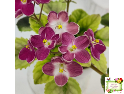 Mac's Scorching Sun (G. McDonald) (лист посажен 29.10.25)