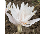 Colchicum autumnale Alba Pleno