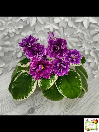 SV-Космические Ежи (С. Суворова) 2021 г.