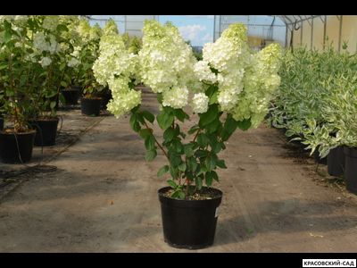 Гортензия Мэджикл Мунлайт - Magical Moonlight