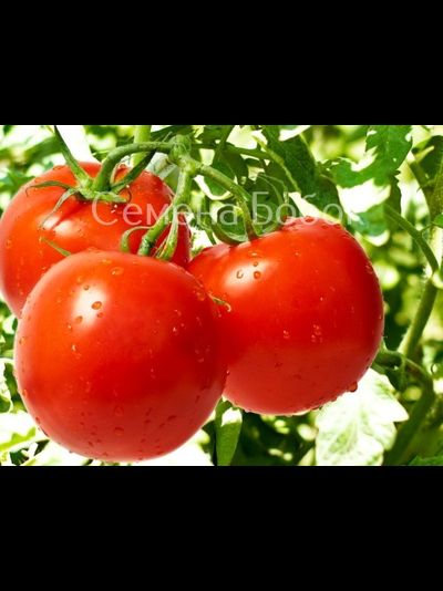 Томат Санька, 10-12 шт
