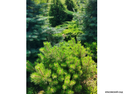 Сосна Джейн Клуис - Jane Kluis