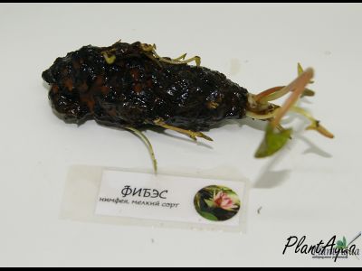 Нимфея Фибэс