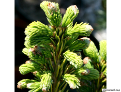 Ель сербская Певе Тижн