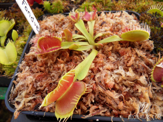 Dionaea muscipula Fondue